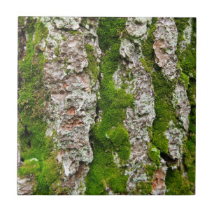 Grästrädskäll med Moss Kakelplatta
