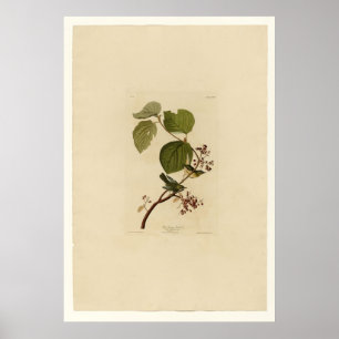 Grästräsksångare Poster