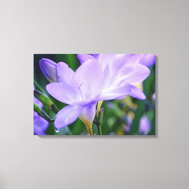 Gråtande Freesia Blomma Fotografisk Konst Canvastryck (Framsida)