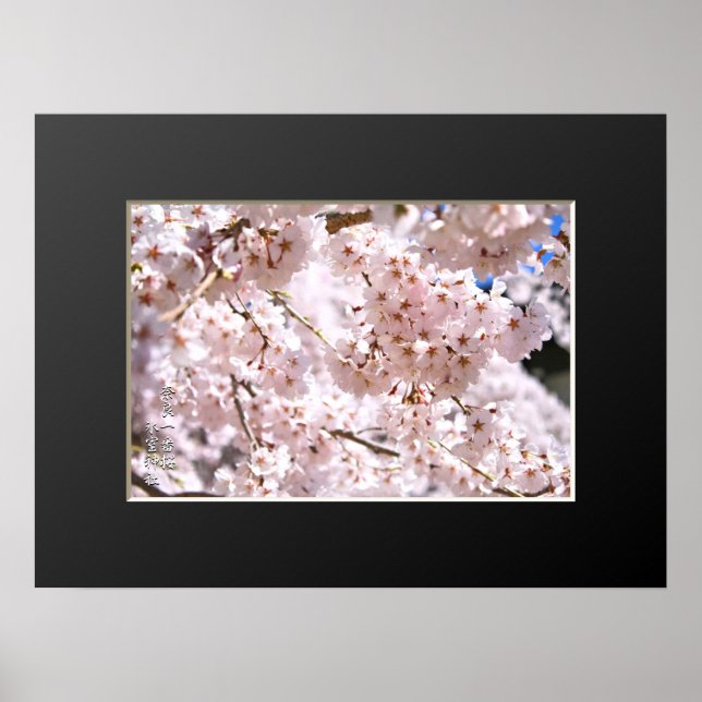 Gråtande körsbärsträd ("Nara Ichiban-Zakura") Poster (Framsidan)