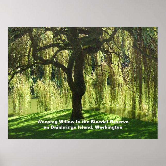 Gråtande pil Bloedel Reserve Bainbridge Island Poster (Framsidan)
