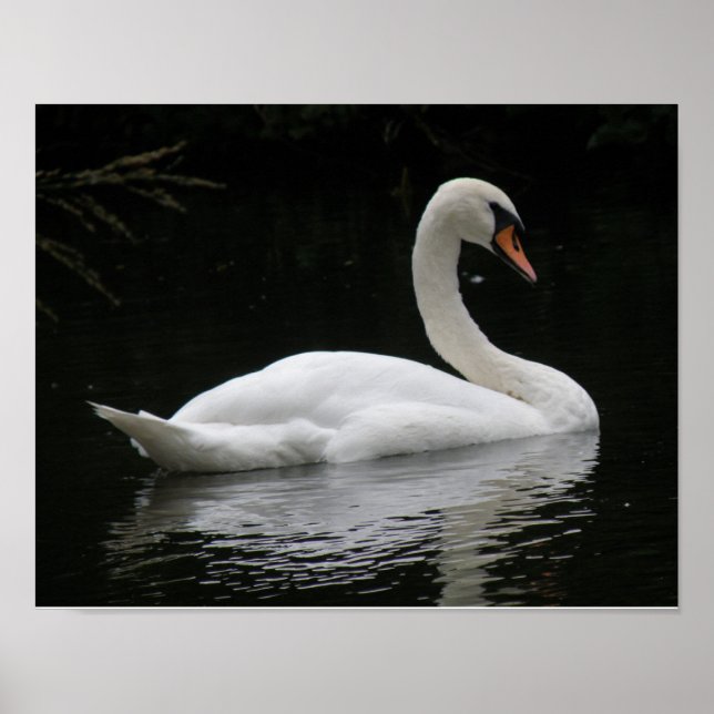 Gratis Poster med Vit Svan (Framsidan)