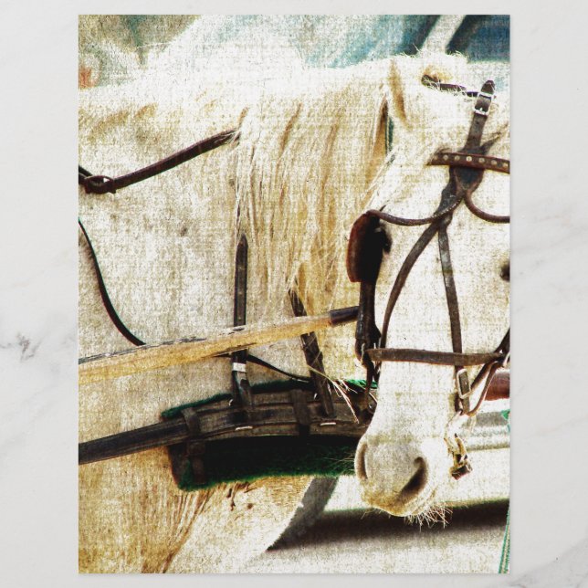 Grått Amish Buggy Horse (Framsida)