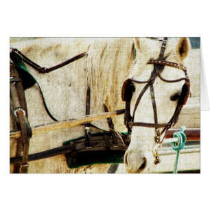 Grått Amish Buggy Horse Hälsningskort