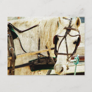 Grått Amish Buggy Horse Vykort