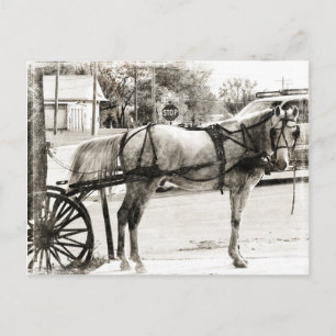 Grått Amish Horse in Black and White Vykort