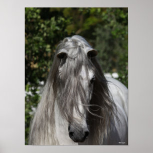 Grått Andalucian Stallion Headshot Long Mane Poster