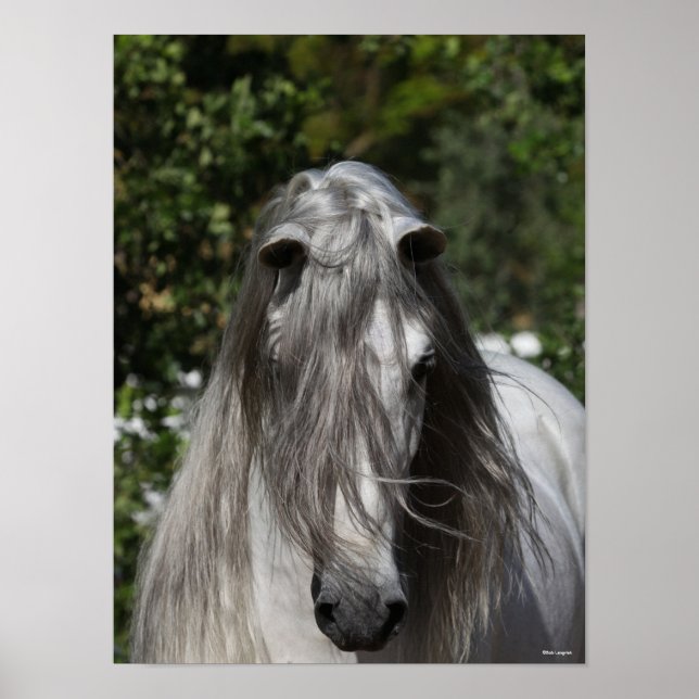 Grått Andalucian Stallion Headshot Long Mane Poster (Framsidan)