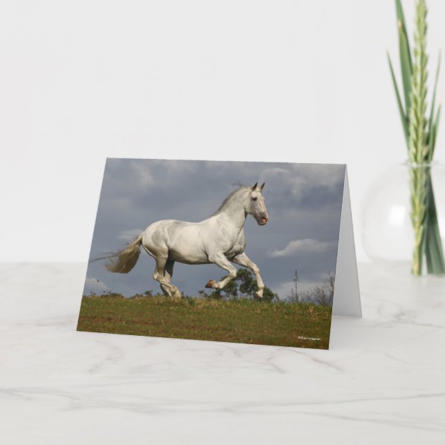 Grått Andalusien Stallion Running mot Himlar Kort (Framsida)
