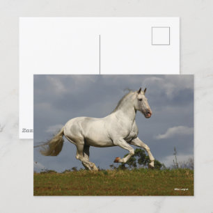 Grått Andalusien Stallion Running mot Himlar Vykort