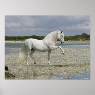 Grått Andalusien Stallion står i Sjö Poster