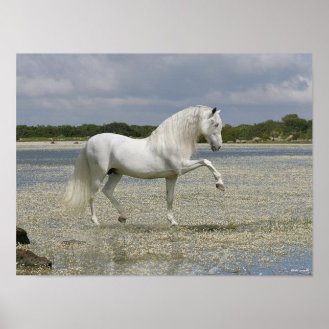 Grått Andalusien Stallion står i Sjö Poster (Framsidan)