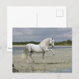 Grått Andalusien Stallion står i Sjö Vykort