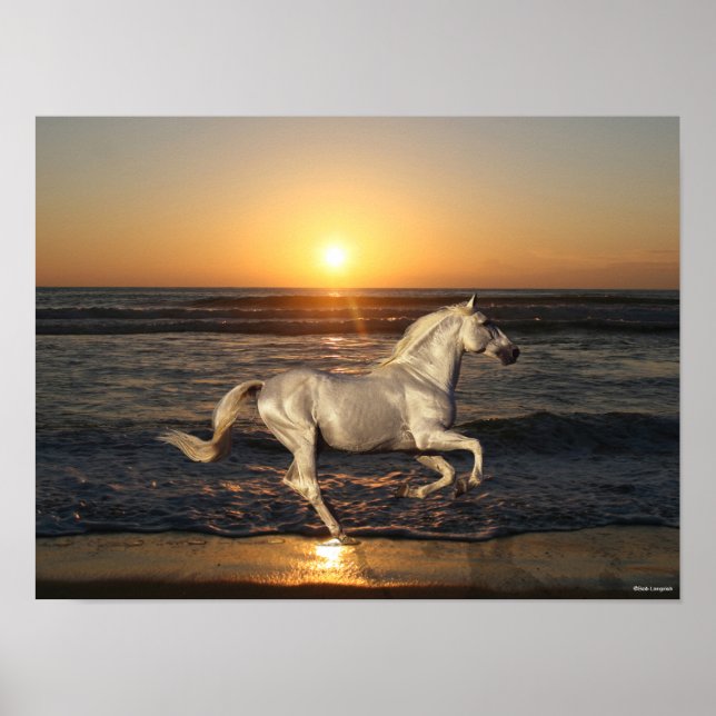 Grått Andalusiker som trafikerar stranden efter ha Poster (Framsidan)