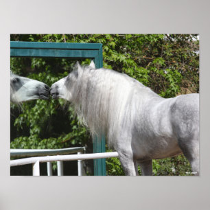 Grått Andalusisk Stallion Tittar i Spegel Poster