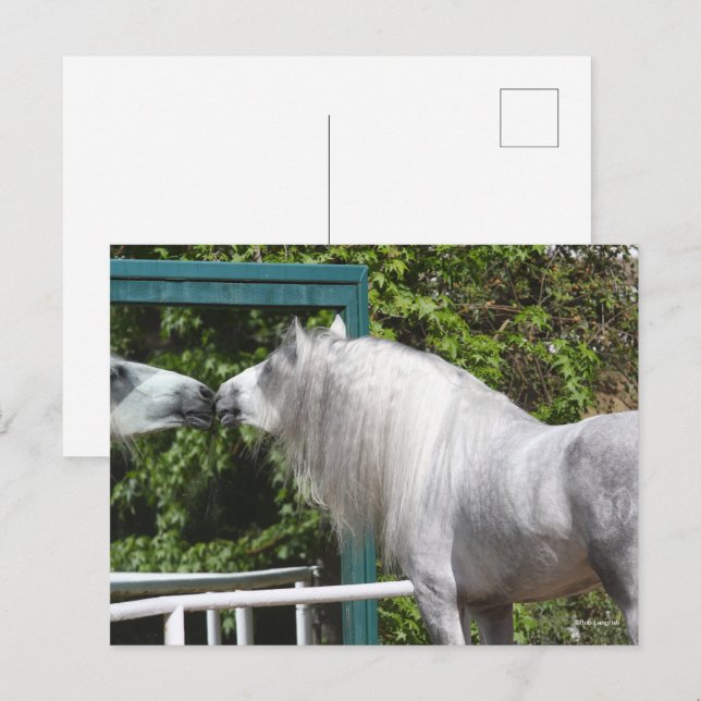 Grått Andalusisk Stallion Tittar i Spegel Vykort (Fram/baksida)