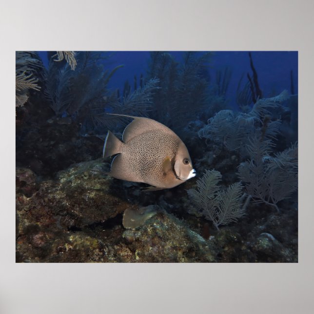 Grått Angelfish on Overcast Day Poster (Framsidan)