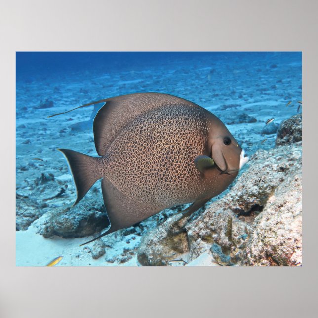 Grått Angelfish Poster (Framsidan)