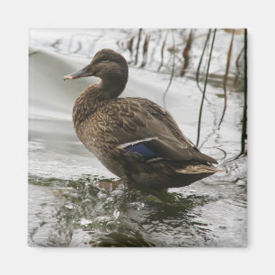 Grått anka på mörken sjö magnet