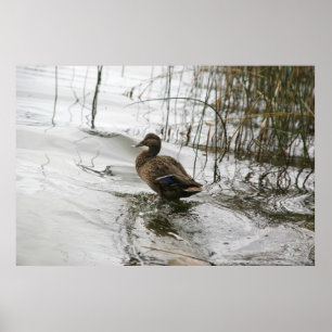 Grått anka på mörken sjö poster