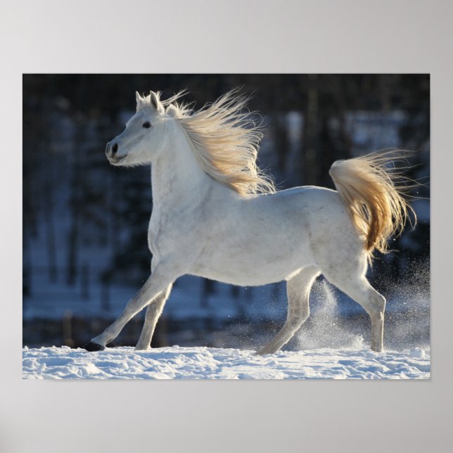 Grått Arab Runin i Snö Mane Flowing Poster (Framsidan)