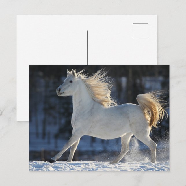 Grått Arab Runin i Snö Mane Flowing Vykort (Fram/baksida)