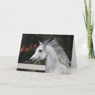 Grått Arab Stallion headshot Mane Flowing Kort
