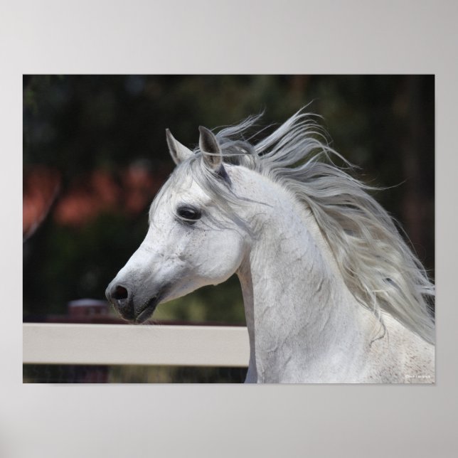 Grått Arab Stallion headshot Mane Flowing Poster (Framsidan)