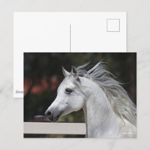 Grått Arab Stallion headshot Mane Flowing Vykort