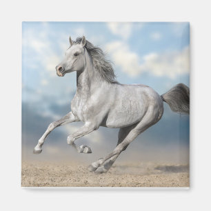 Grått Arabian Horse Gallops through Sandy Ligcape Magnet