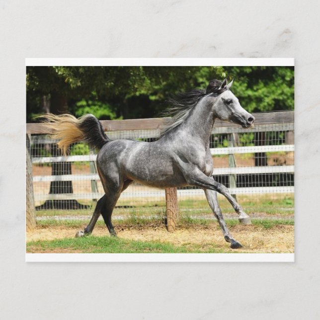 Grått Arabian Stallion Vykort (Framsida)