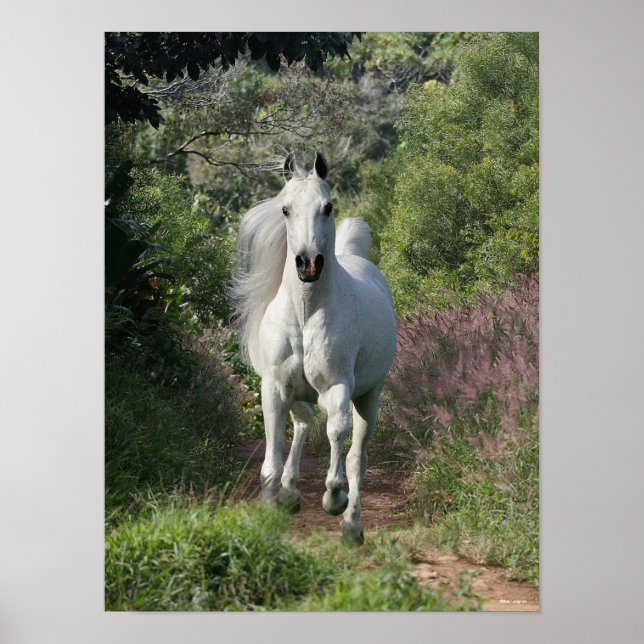 Grått Arabisk på Väg med blommor Poster (Framsidan)