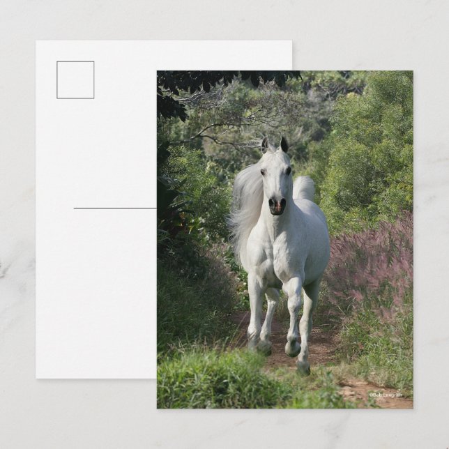Grått Arabisk på Väg med blommor Vykort (Fram/baksida)