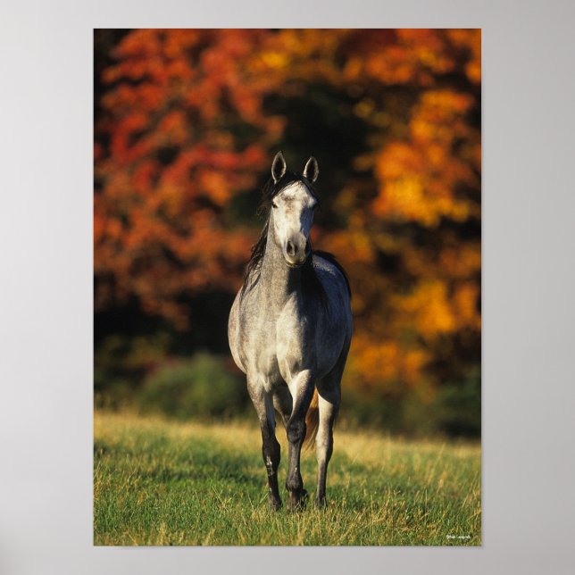 Grått Arabisk stående automatisk bakgrund Poster (Framsidan)