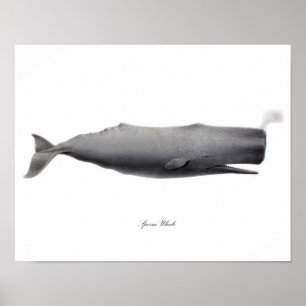 Grått Black and white art print Sperm Whale #12 Poster