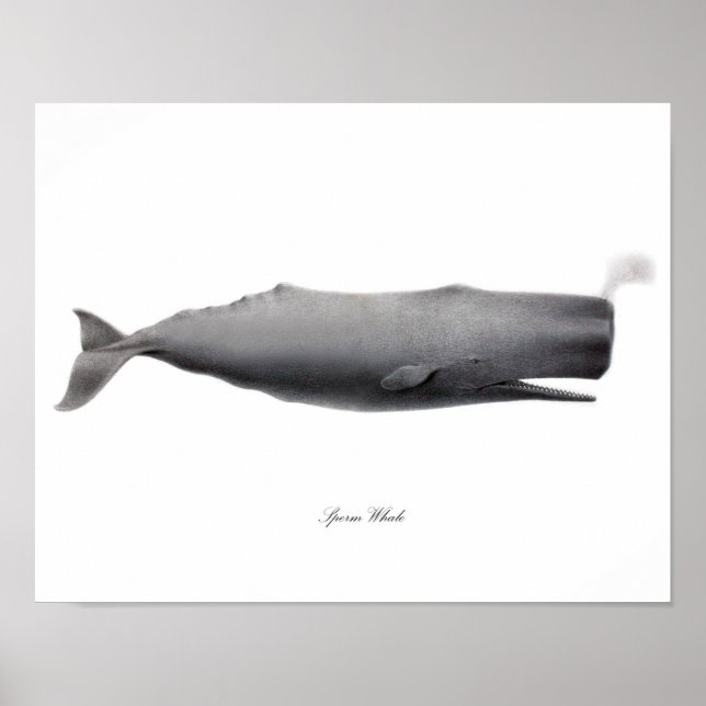 Grått Black and white art print Sperm Whale #12 Poster (Framsidan)