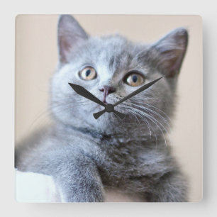 Grått British Shorthair Cat Fyrkantig Klocka