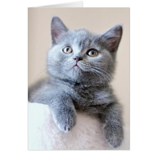 Grått British Shorthair Cat Hälsningskort (Framsidan)