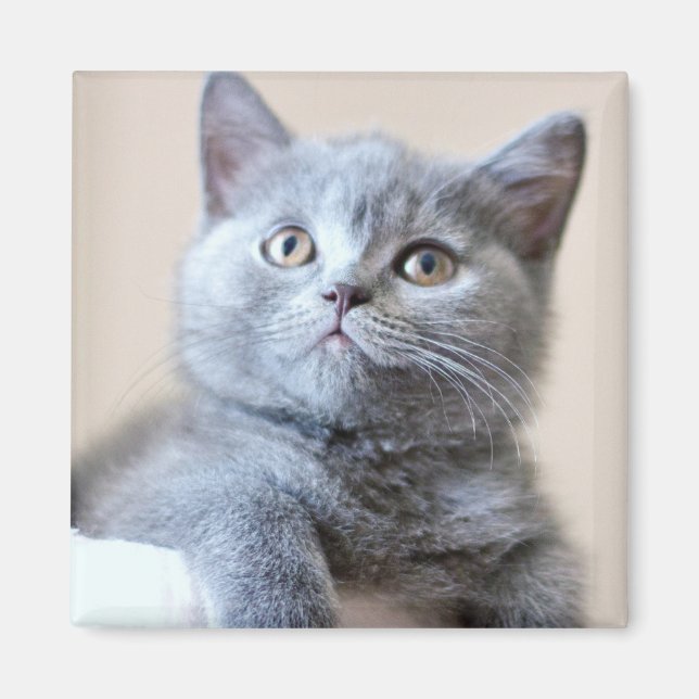 Grått British Shorthair Cat Magnet (Framsidan)