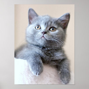 Grått British Shorthair Cat Poster