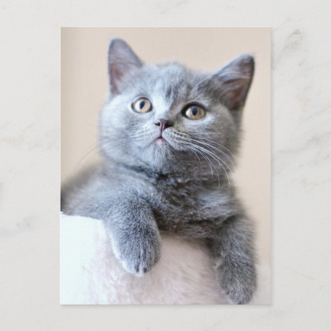 Grått British Shorthair Cat Vykort (Framsida)