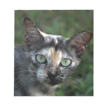 Grått Brown White Cat med Grönt Öga