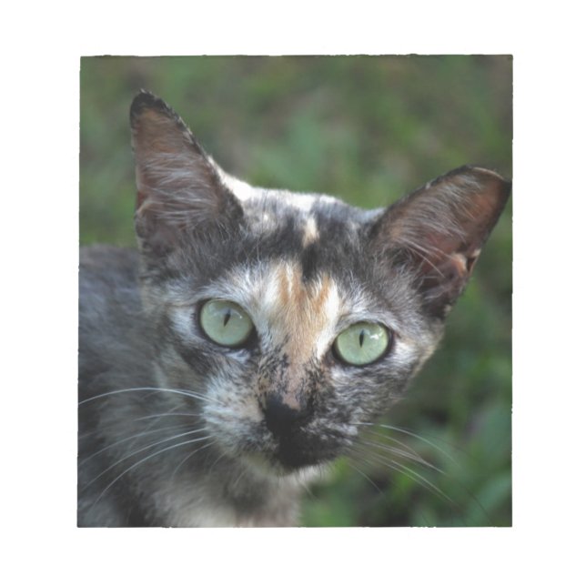 Grått Brown White Cat med Grönt Öga Anteckningsblock (Framsida)