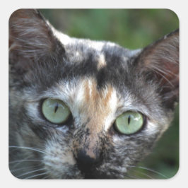 Grått Brown White Cat med Grönt Öga Fyrkantigt Klistermärke