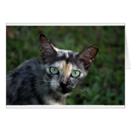 Grått Brown White Cat med Grönt Öga Hälsningskort