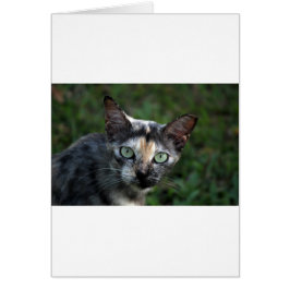 Grått Brown White Cat med Grönt Öga Hälsningskort
