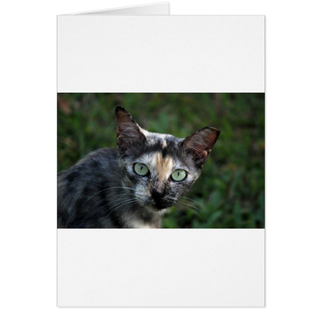 Grått Brown White Cat med Grönt Öga Hälsningskort (Framsidan)