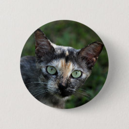 Grått Brown White Cat med Grönt Öga Knapp