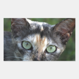 Grått Brown White Cat med Grönt Öga Rektangulärt Klistermärke