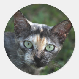 Grått Brown White Cat med Grönt Öga Runt Klistermärke